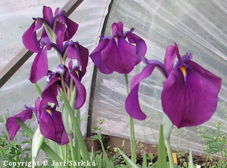 Iris ensata, japaninkurjenmiekka